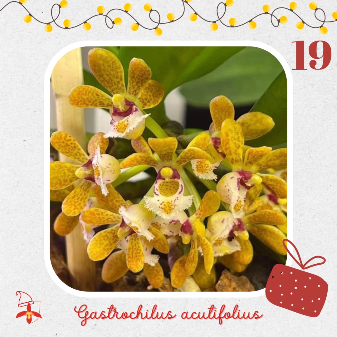 Gastrochilus acutifolius