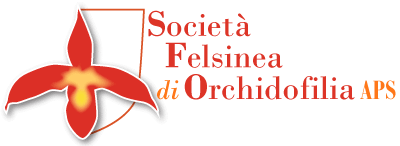 Società Felsinea di Orchidofilia APS